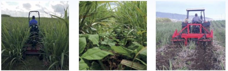 Gestion de l’enherbement de l’inter-rang de la canne à sucre : micro-équipement (gauche), plantes de service (centre), bineuse (droite)